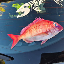 Load image into Gallery viewer, Real snapper fish decal on a car's black surface with visible reflections and a sticker.