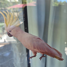 Load image into Gallery viewer, Bird sticker with a yellow crest perched on a window sill