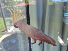 Load image into Gallery viewer, Bird sticker with a yellow crest perched on a window sill