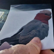Load image into Gallery viewer, Hand holding a decal with a printed image of a bird