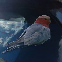 Load image into Gallery viewer, Bird Galah decal perched on a car window with reflections of clouds and buildings.
