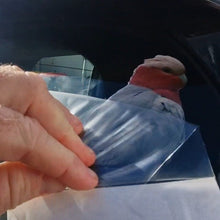 Load image into Gallery viewer, Person removing a clear plastic wrap from a car window decal of a Galah