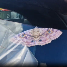 Load image into Gallery viewer, application tape removing from Granny Cloak Moth eyes butterfly Rare Massive Moth ball