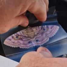 Load image into Gallery viewer, Granny Cloak Moth Vinyl Sticker | Rare Butterfly Eyes Design – Multiple Sizes
