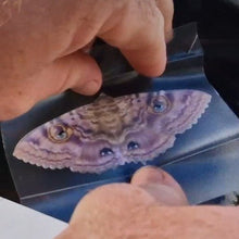 Load image into Gallery viewer, Easy to apply Granny Cloak Moth eyes butterfly Rare Massive Moth ball