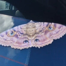 Load image into Gallery viewer, on car window Granny Cloak Moth eyes butterfly Rare Massive Moth ball