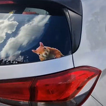 Load image into Gallery viewer, Car's rearview mirror reflecting a squirrel looking out from inside the car.