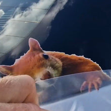 Load image into Gallery viewer, Squirrel peeking out from behind a car window with a cloudy sky in the background