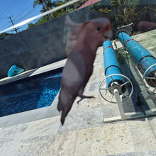 Load image into Gallery viewer, Cockatoo sticker on a pool glass with pool equipment in the background