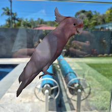 Load image into Gallery viewer, Pink cockatoo perched on a glass door with a backyard view.