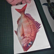 Load image into Gallery viewer, Hand holding a card with a red fish illustration on a grid surface Pink snapper
