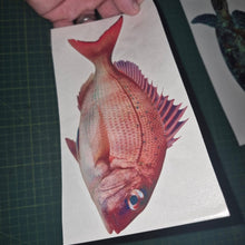 Load image into Gallery viewer, Hand holding a card with a red fish illustration on a grid surface Pink snapper