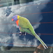 Load image into Gallery viewer, Colorful rainbow lorikeet parrot decal perched on a car window with reflections of clouds and people.
