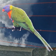 Load image into Gallery viewer, Colorful rainbow lorikeet parrot perched on a wire with a dark background