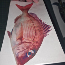 Load image into Gallery viewer, Hand holding a card with a red fish illustration on a dark background