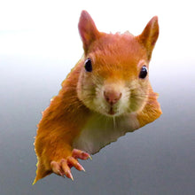 Load image into Gallery viewer, Squirrel peeking door sticker, Looks like he is peeking from the side