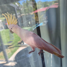 Load image into Gallery viewer, Pink cockatoo decal with a yellow crest perched on a window sill.