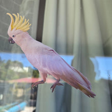 Load image into Gallery viewer, Cockatoo bird with a yellow crest perched on a window