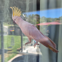 Load image into Gallery viewer, Bird with a yellow crest perched on a glass surface with a blurred outdoor background