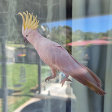 Load image into Gallery viewer, Bird with a yellow crest perched on a glass surface with a blurred outdoor background
