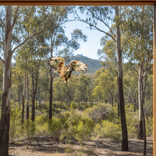 Load image into Gallery viewer, Flying Owl on Glass Window
