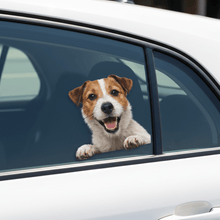 Load image into Gallery viewer, Jack Russell - Close-up
