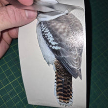Load image into Gallery viewer, kookaburra decal clear transfer paper being removed illustration of a bird on a green cutting mat.