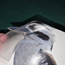 Load image into Gallery viewer, Clear plastic sheet with a printed image of a bird held by a hand on a dark background