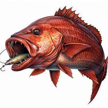 Load image into Gallery viewer, Illustration of a large mangrove jack fish with an open mouth holding a fishing lure on a white background