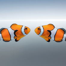 Load image into Gallery viewer, Mirrored Pair Design clownfish