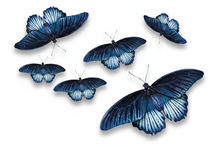 Load image into Gallery viewer, Size comparison blue butterfly