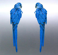 Load image into Gallery viewer, Mirrored pair blue parrot Macaw Stickers Vinyl cut stickers