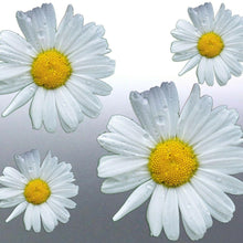 Load image into Gallery viewer, Daisy Sticker vinyl cut decal white yellow colour