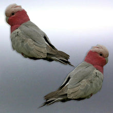Load image into Gallery viewer, Mirrored pair of Galah Stickers Vinyl real photo 1