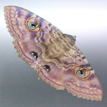 Load image into Gallery viewer, Granny Cloak Moth eyes butterfly Rare Massive Moth ball