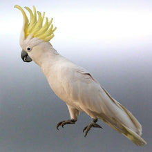 Load image into Gallery viewer, Cockatoo decal Sticker Vinyl cut Australian made r