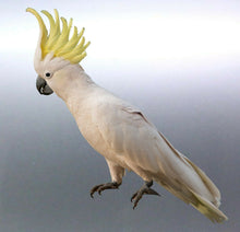 Load image into Gallery viewer, Cockatoo decal Sticker Vinyl cut Australian made r