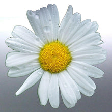 Load image into Gallery viewer, Daisy Sticker 110 mm vinyl cut decal white yellow