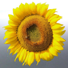 Load image into Gallery viewer, Sunflower Sticker 110 mm vinyl cut photo Yellow co