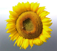 Load image into Gallery viewer, Sunflower Sticker 110 mm vinyl cut photo Yellow co