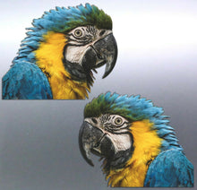 Load image into Gallery viewer, Mirrored Macaw head Stickers Vinyl decal of real p