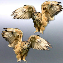 Load image into Gallery viewer, Mirrored pair of Owl Stickers Vinyl cut Australia