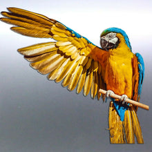 Load image into Gallery viewer, Macaw decal Sticker Vinyl cut Australian made real