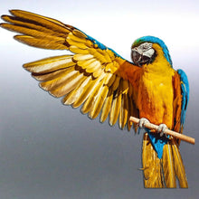 Load image into Gallery viewer, Macaw decal Sticker Vinyl cut Australian made real