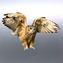 Load image into Gallery viewer, Owl Sticker Vinyl cut Australia made real photo 14