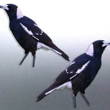 Load image into Gallery viewer, Mirrored pair of native Magpie decal Sticker Vinyl