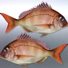 Load image into Gallery viewer, Mirrored par of Pink baby snapper decal Squire pin