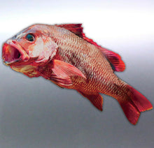 Load image into Gallery viewer, Mangrove Jack sticker Real Photo Boat 150×100mm B