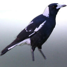 Load image into Gallery viewer, native Magpie decal Sticker Vinyl cut Australian m