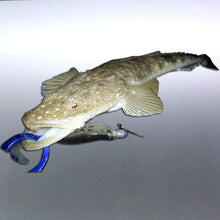 Load image into Gallery viewer, Flathead Fish Spearfishing Vinyl cut Sticker Australia